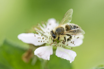 Flower of blackberries and pollinating bees.