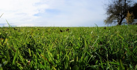 Obraz premium Feld Wald und Wiese