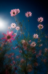 Obraz premium view of Ejina, Inner Mongolia, China