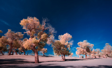 view of populus forest   in Ejina, Inner Mongolia, China