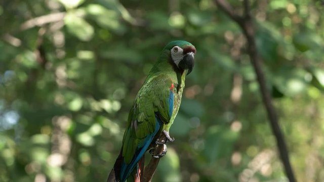 a chestnut fronted macaw perched on a tree branch in a park in ecuador