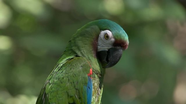 close up of a chestnut fronted macaw in ecuadorian park