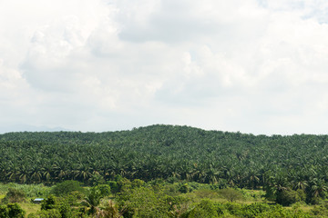 Fototapeta na wymiar Palm oil plantation