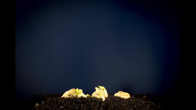 Time lapse growing plant on black background