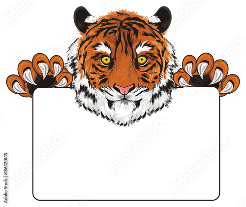 Tiger Wild Cat Cat Striped Animal Zoo Predator Claws