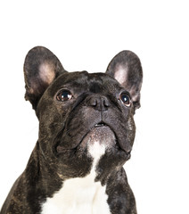 animal dog French bulldog