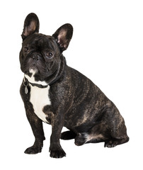 French Bulldog dog