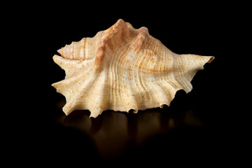 Single sea shell isolated on black background. Close-up.