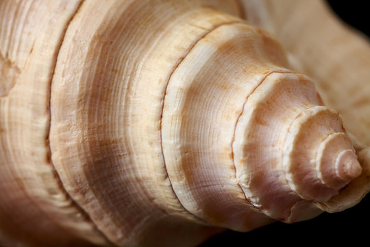 Single sea shell isolated on black background. Close-up.