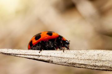 Macro of ladybugs on dried leaves.