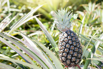Obraz premium Single of pineapple in the plantation at Thailand.