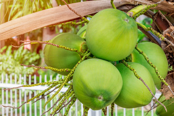 green coconut with orange light