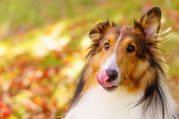 Sheltie sticking out his tongue