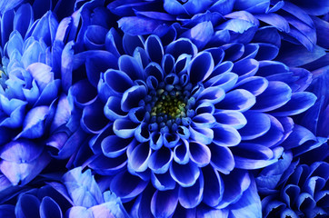 Fototapeta na wymiar Details of blue flower for background or texture