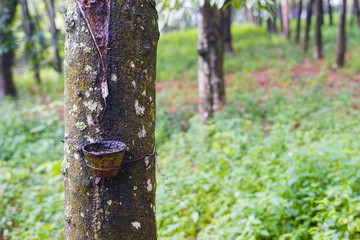 Rubber when the rubber. Latex delivered to the factory.