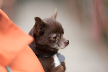 chihuahua puppy in the hands. Outdoor