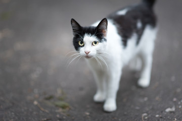 Fototapeta premium Black and white cat waiting some food on street