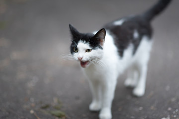 Black and white cat waiting some food on street