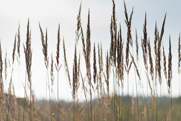 Fototapeta premium Dry Grass In Sunset Sunlight. Beautiful Plant On Sunrise Sky Background