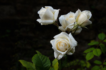 A bunch of white roses growing outside with rain drops on the blooms