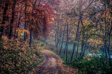 Foggy, colorful autumn forest (harmony, relaxation - concept)
