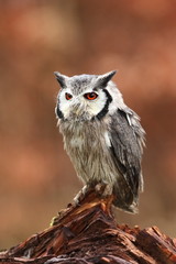 Southern White-faced Owl. Ptilopsis grants. African owl. Owl lives on rivers, savannas and forests. A beautiful bird. From Owl's Life. Autumn colors in the photo. Autumn. Africa.