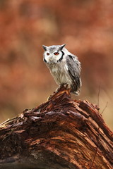 Southern White-faced Owl. Ptilopsis grants. African owl. Owl lives on rivers, savannas and forests. A beautiful bird. From Owl's Life. Autumn colors in the photo. Autumn. Africa.