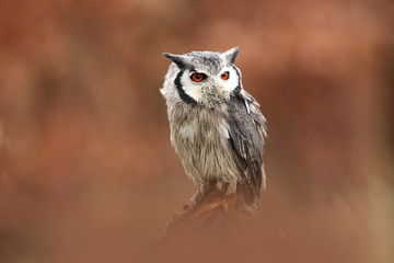 Southern White-faced Owl. Ptilopsis grants. African owl. Owl lives on rivers, savannas and forests. A beautiful bird. From Owl's Life. Autumn colors in the photo. Autumn. Africa.