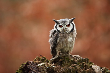 Southern White-faced Owl. Ptilopsis grants. African owl. Owl lives on rivers, savannas and forests. A beautiful bird. From Owl's Life. Autumn colors in the photo. Autumn. Africa.