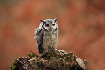 Southern White-faced Owl. Ptilopsis grants. African owl. Owl lives on rivers, savannas and forests. A beautiful bird. From Owl's Life. Autumn colors in the photo. Autumn. Africa.