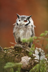 Southern White-faced Owl. Ptilopsis grants. African owl. Owl lives on rivers, savannas and forests. A beautiful bird. From Owl's Life. Autumn colors in the photo. Autumn. Africa.
