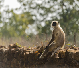 Fototapeta premium Gray langur, ( Semnopithecus ), sitting on stone wall, facing camera, Kahna National Park, India