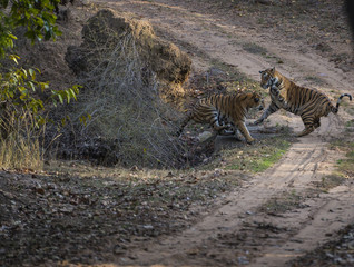Naklejka na ściany i meble Bengal Tiger brothers play fighting in Bandhavgarh forest with evening sunset, India