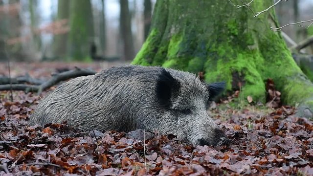 Wildschwein Bache schläft im Wald, Schwarzwild, Dezember, (Sus scrofa)