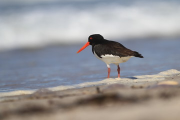 Haematopus ostralegus. The wild nature of the North Sea. Mid-sized bird. Bird on the beach. Germany. Beautiful nature.
