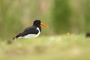 Haematopus ostralegus. The wild nature of the North Sea. Mid-sized bird. Bird on the beach. Germany. Beautiful nature.