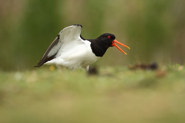 Haematopus ostralegus. The wild nature of the North Sea. Mid-sized bird. Bird on the beach. Germany. Beautiful nature.