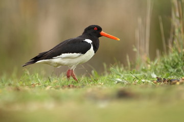 Haematopus ostralegus. The wild nature of the North Sea. Mid-sized bird. Bird on the beach. Germany. Beautiful nature.