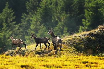 chamois herd in the mountains