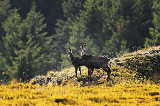 chamois goats in natural environment