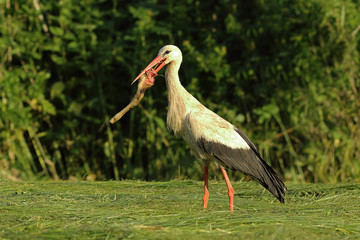 hungry white stork trying to eat roe deer foot