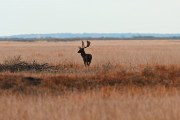 Obraz na płótnie Canvas silhouette of fallow deer buck in autumn field