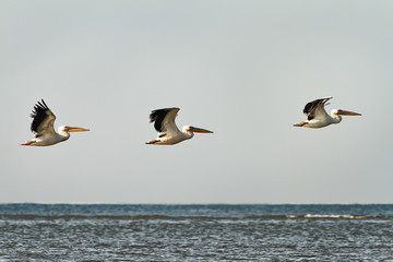 Fototapeta na wymiar three great pelicans in flight over water