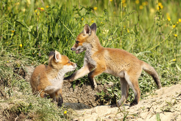 red fox brothers playing in clearing