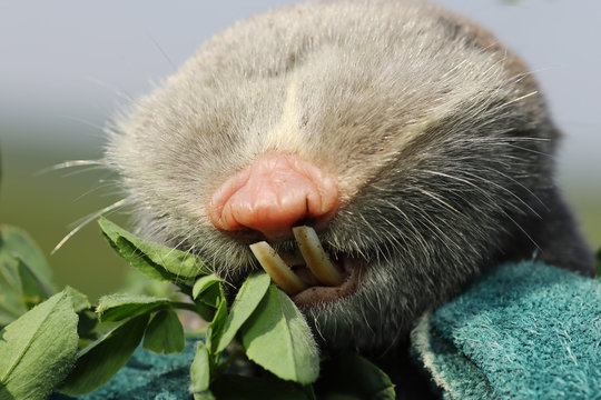 macro portrait of lesser mole rat
