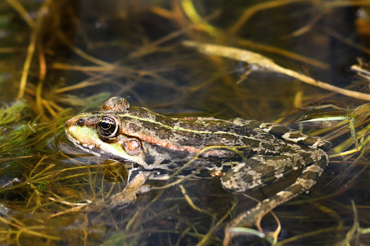marsh frog in natural environment