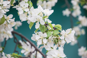 Obraz premium apple tree blossom.