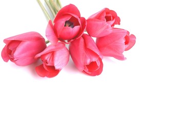 赤いチューリップの花束、白背景