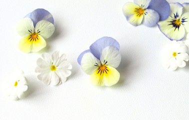 Obraz premium 春の花の花びら、ナチュラル、白背景