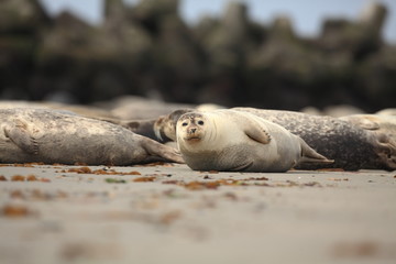 Fototapeta premium Phocidae. Beautiful wild nature of the North Sea. Germany. Seal on the beach. Nature of Europe.
